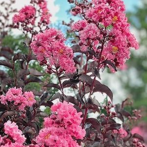 May include: Close-up of vibrant pink crepe myrtle flowers in full bloom. The flowers are clustered together, creating a lush, textured appearance. The dark burgundy leaves and stems provide a striking contrast against the bright pink blossoms and blue sky.