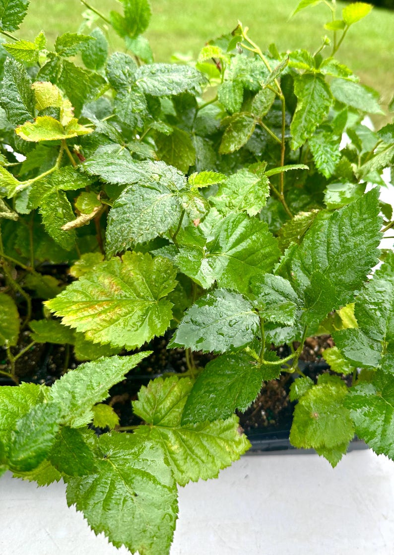 K&ouml;nnte beinhalten: Nahaufnahme eines Tabletts mit jungen gr&uuml;nen Pflanzen mit gro&szlig;en, strukturierten Bl&auml;ttern. Die Bl&auml;tter sind ein leuchtendes Gr&uuml;n mit etwas Vergilbung und Wassertr&ouml;pfchen. Die Pflanzen scheinen gesund und bereit zum Umpflanzen zu sein.