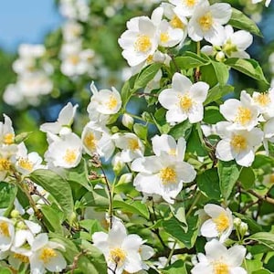 May include: Close-up of a jasmine bush with numerous white flowers and bright yellow centers. The flowers are in full bloom, surrounded by green leaves and stems. The background is a soft blue sky.