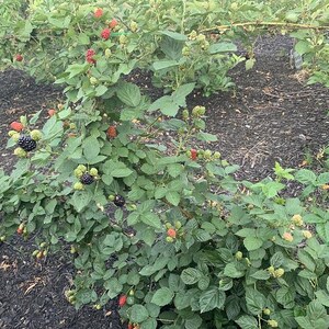 Puede incluir: Primer plano de un arbusto de moras con hojas verdes y bayas en varias etapas de desarrollo. Algunas bayas son verdes, otras rojas y otras maduras y negras. El arbusto est&aacute; en un jard&iacute;n.