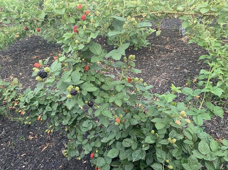 Puede incluir: Primer plano de un arbusto de moras con hojas verdes y bayas en varias etapas de desarrollo. Algunas bayas son verdes, otras rojas y otras maduras y negras. El arbusto est&aacute; en un jard&iacute;n.