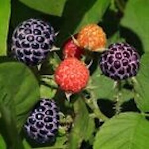 Puede incluir: Primer plano de un arbusto de moras con moras negras maduras, frambuesas rojas y frambuesas naranjas.