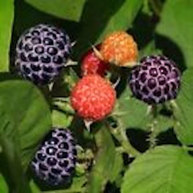 Puede incluir: Primer plano de un arbusto de moras con moras negras maduras, frambuesas rojas y frambuesas naranjas.