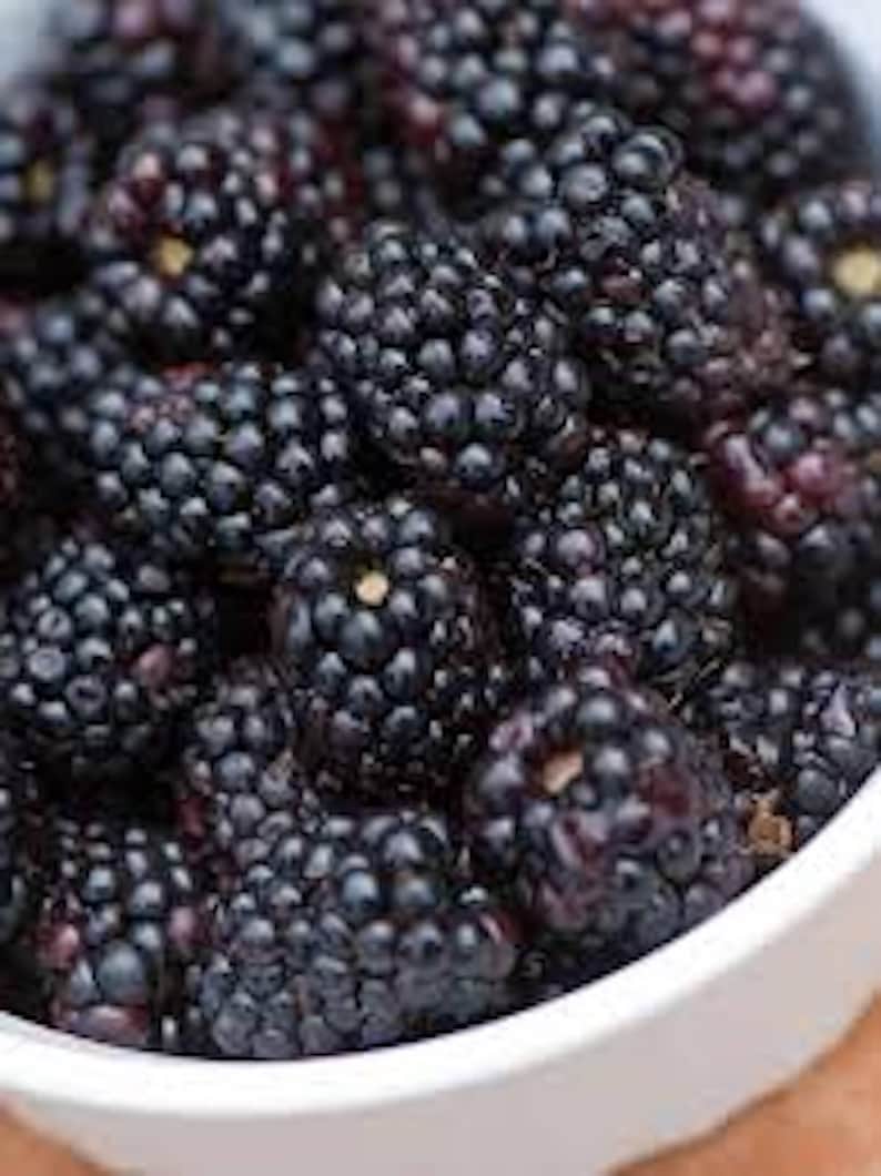 May include: A white bowl filled with ripe blackberries. The blackberries are clustered together, showing their dark purple color and small seeds.