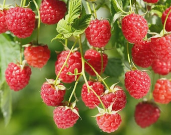 May include: Close-up of ripe red raspberries hanging from green stems with green leaves. The raspberries are in various stages of ripeness, with some appearing more vibrant than others. The background is a soft green.