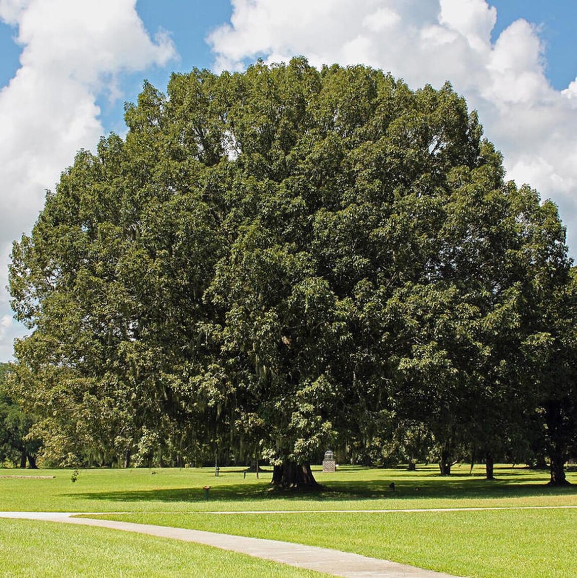 5 Chestnut Oak Tree 12-24" Quercus Montana Bare Root Starter Plant - Etsy