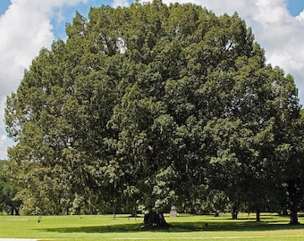 3 Chestnut Oak Tree 12-24" Quercus montana (Quart Pot) Starter Plant