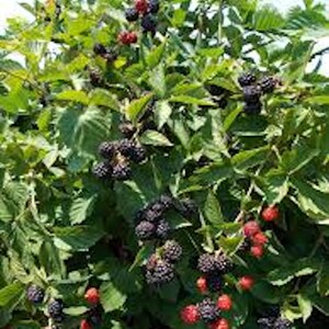 May include: A close-up of a blackberry bush with ripe blackberries and some red berries. The bush is full of leaves and branches.