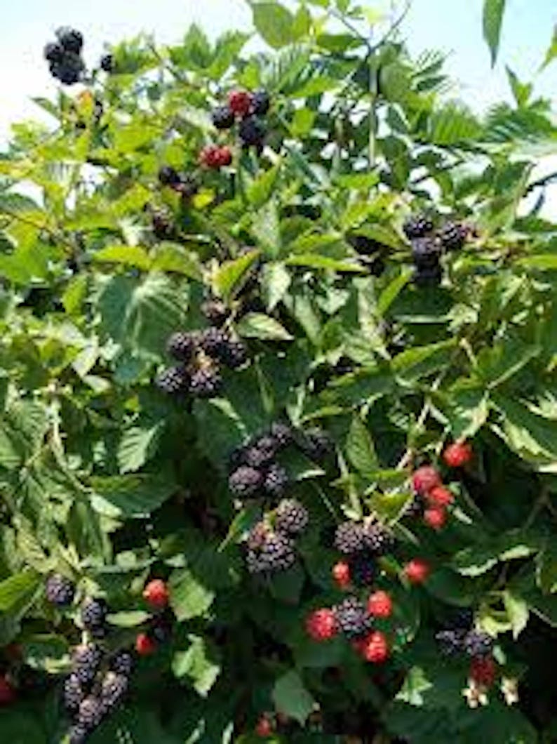 May include: A close-up of a blackberry bush with ripe blackberries and some red berries. The bush is full of leaves and branches.