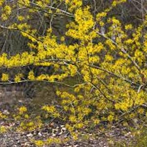 May include: A bush with bright yellow flowers in bloom. The flowers are clustered together in small bunches and have a delicate, feathery appearance.