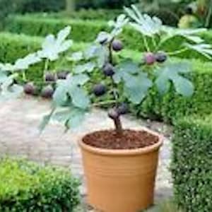 May include: A potted fig tree with dark purple figs growing on its branches. The tree is in a terracotta pot and is surrounded by green foliage.