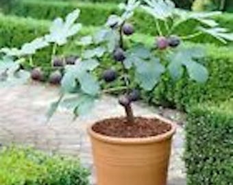 1 Fignomenal Dwarf Fig Tree Starter Plant Self Fertile Dwarf Fig Plant Perennial