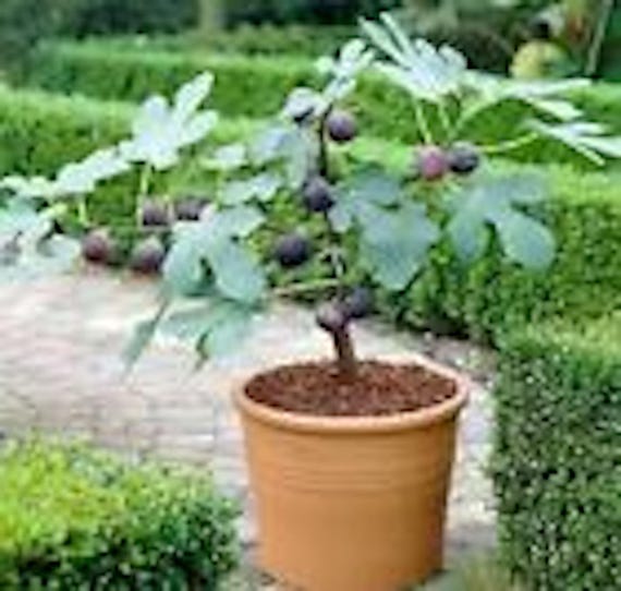 1 Fignomenal Dwarf Fig Tree Starter Plant, Self Fertile Perennial