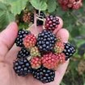 May include: A handful of fresh blackberries, some ripe and dark, others still red and developing. Green leaves and more berries are visible in the background, suggesting a harvest or a natural setting.