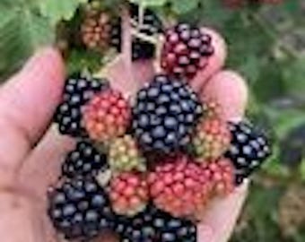 May include: A handful of fresh blackberries, some ripe and dark, others still red and developing. Green leaves and more berries are visible in the background, suggesting a harvest or a natural setting.
