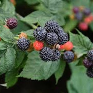 May include: Close-up of a blackberry bush with ripe blackberries and red berries. The blackberries are clustered together on the branches, while the red berries are scattered throughout the bush.
