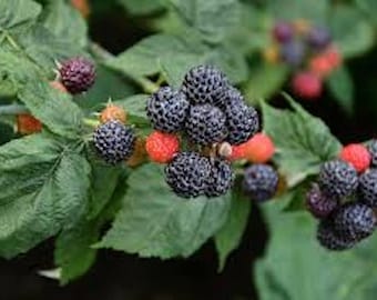 May include: Close-up of a blackberry bush with ripe blackberries and red berries. The blackberries are clustered together on the branches, while the red berries are scattered throughout the bush.