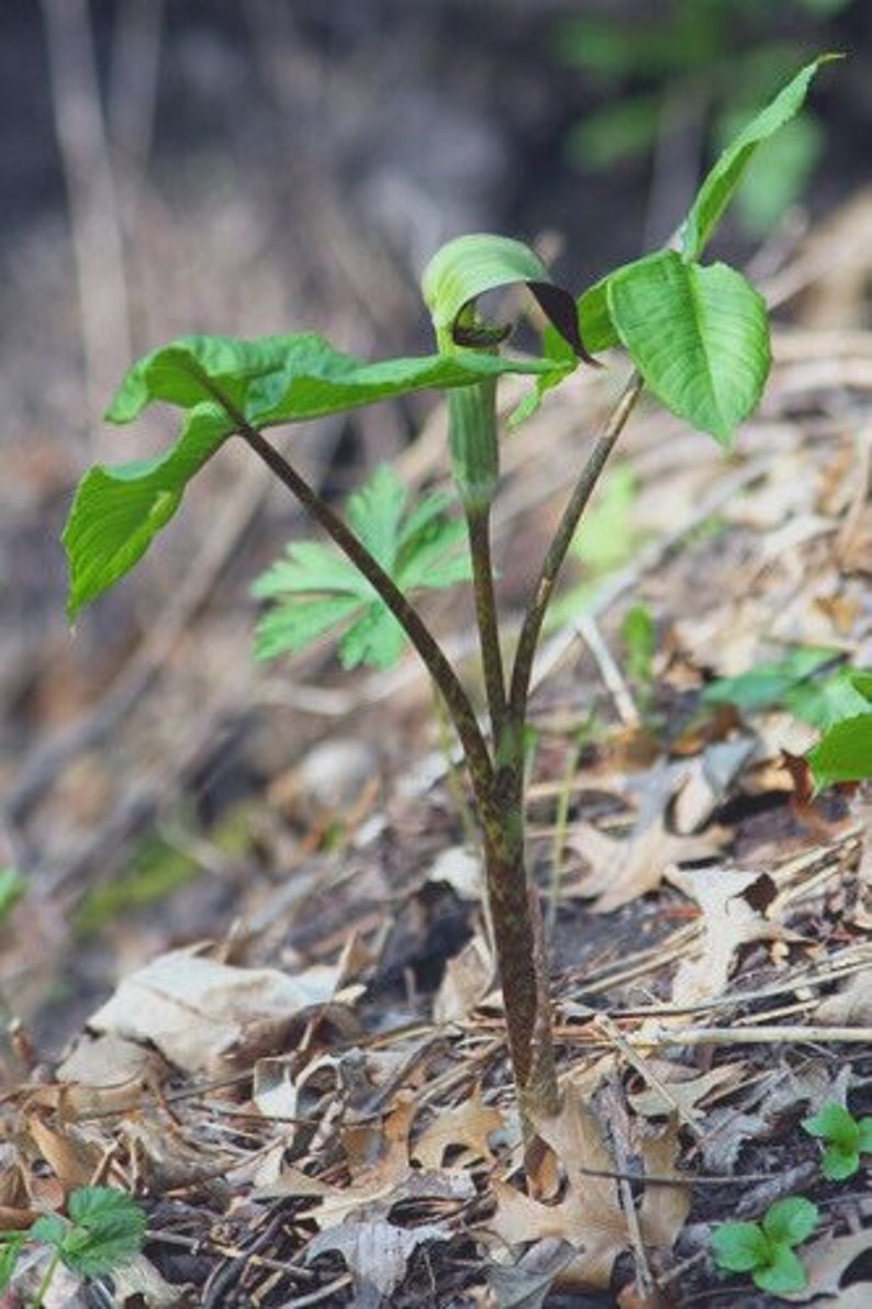 CaneCreekMeadows Jack In The Pulpit Plant - Thumbnail 4