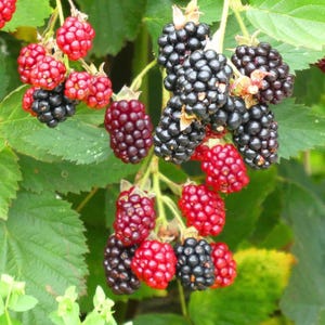 May include: Close-up of a blackberry bush with clusters of ripe, dark purple and black berries. Some berries are still red, indicating they are not yet fully ripe. The green leaves provide a natural backdrop.