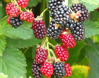 May include: Close-up of a blackberry bush with clusters of ripe, dark purple and black berries. Some berries are still red, indicating they are not yet fully ripe. The green leaves provide a natural backdrop.