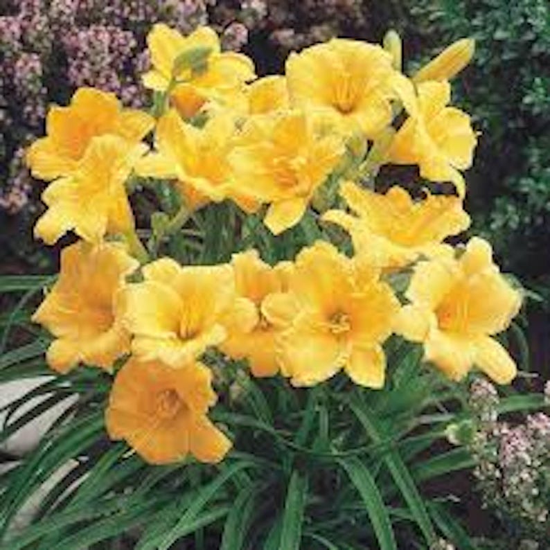 CaneCreekMeadows Stella De Oro Daylily