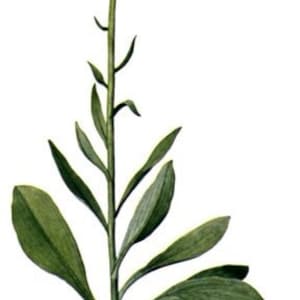 Puede incluir: Una ilustraci&oacute;n bot&aacute;nica de una planta con flores blancas, hojas verdes y un sistema de ra&iacute;ces marr&oacute;n.