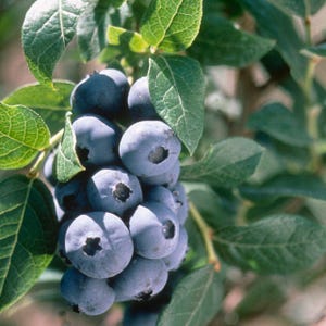 May include: A close-up of a cluster of ripe blueberries, showcasing their deep blue color and textured skin. The blueberries are surrounded by vibrant green leaves, creating a natural and fresh composition. The image highlights the details of the fruit and foliage.
