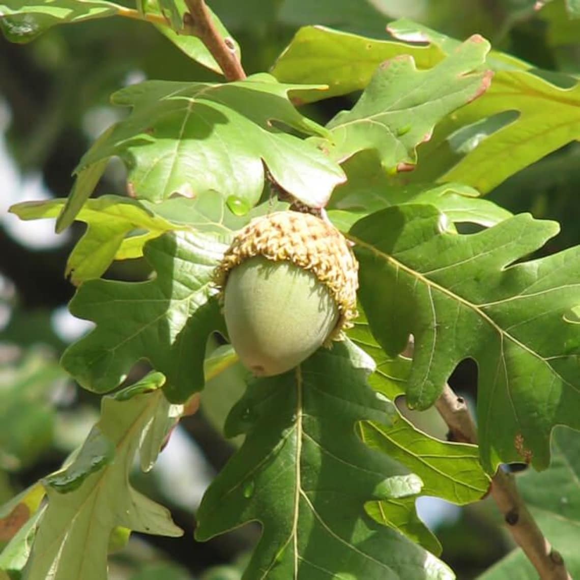 3 Bur Oak Tree 12-24" Quercus Macrocarpa Bare Root Starter Plant - Etsy