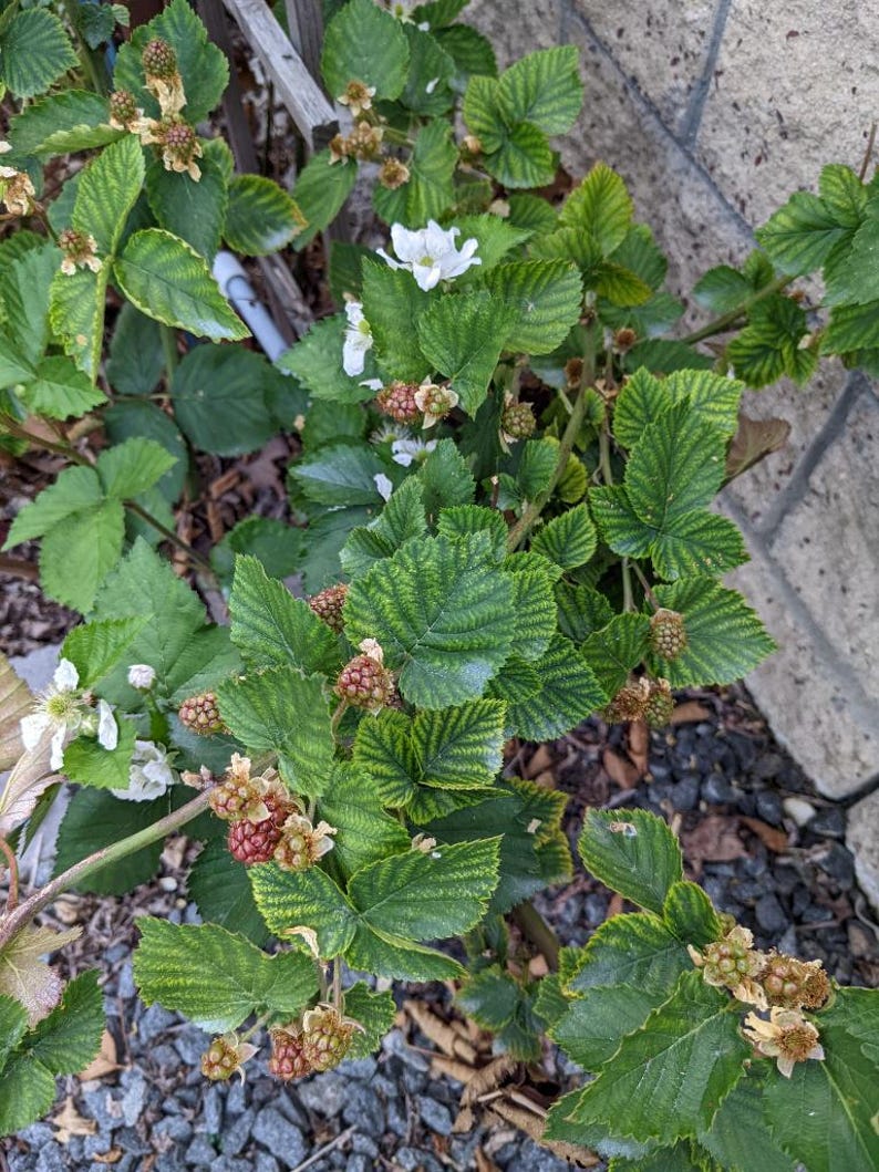 May include: Close-up of a blackberry plant with green leaves and developing berries. Some berries are red, while others are still green. White flowers are also visible, indicating the plant is in bloom. The plant is growing near a stone wall.