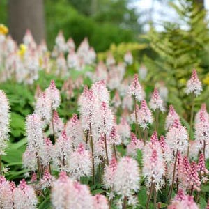 10 Foam Flower Bare Root Tiarella cordifolia bild 7