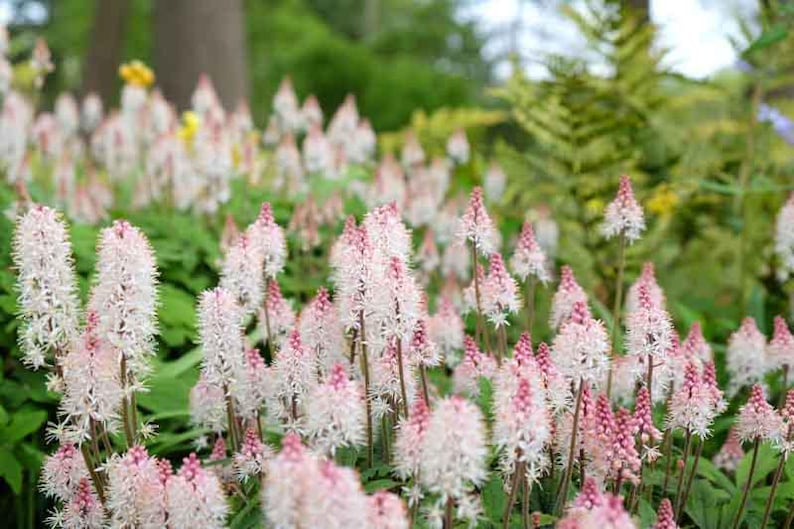 10 Foam Flower Bare Root Tiarella cordifolia bild 7