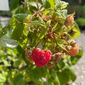 May include: Close-up of a raspberry plant with green leaves and several ripe raspberries. The raspberries vary in color from bright red to a pale orange, showcasing the stages of ripeness. The image highlights the natural beauty of the fruit.