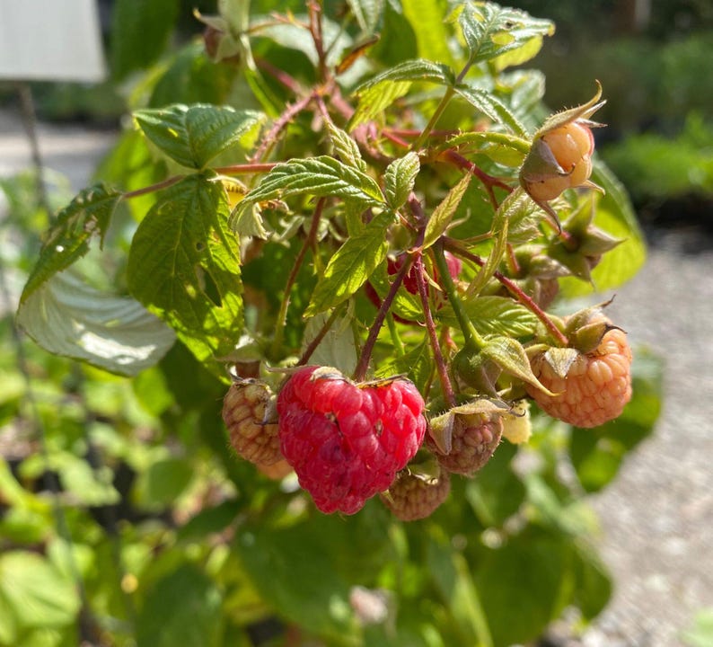 May include: Close-up of a raspberry plant with green leaves and several ripe raspberries. The raspberries vary in color from bright red to a pale orange, showcasing the stages of ripeness. The image highlights the natural beauty of the fruit.