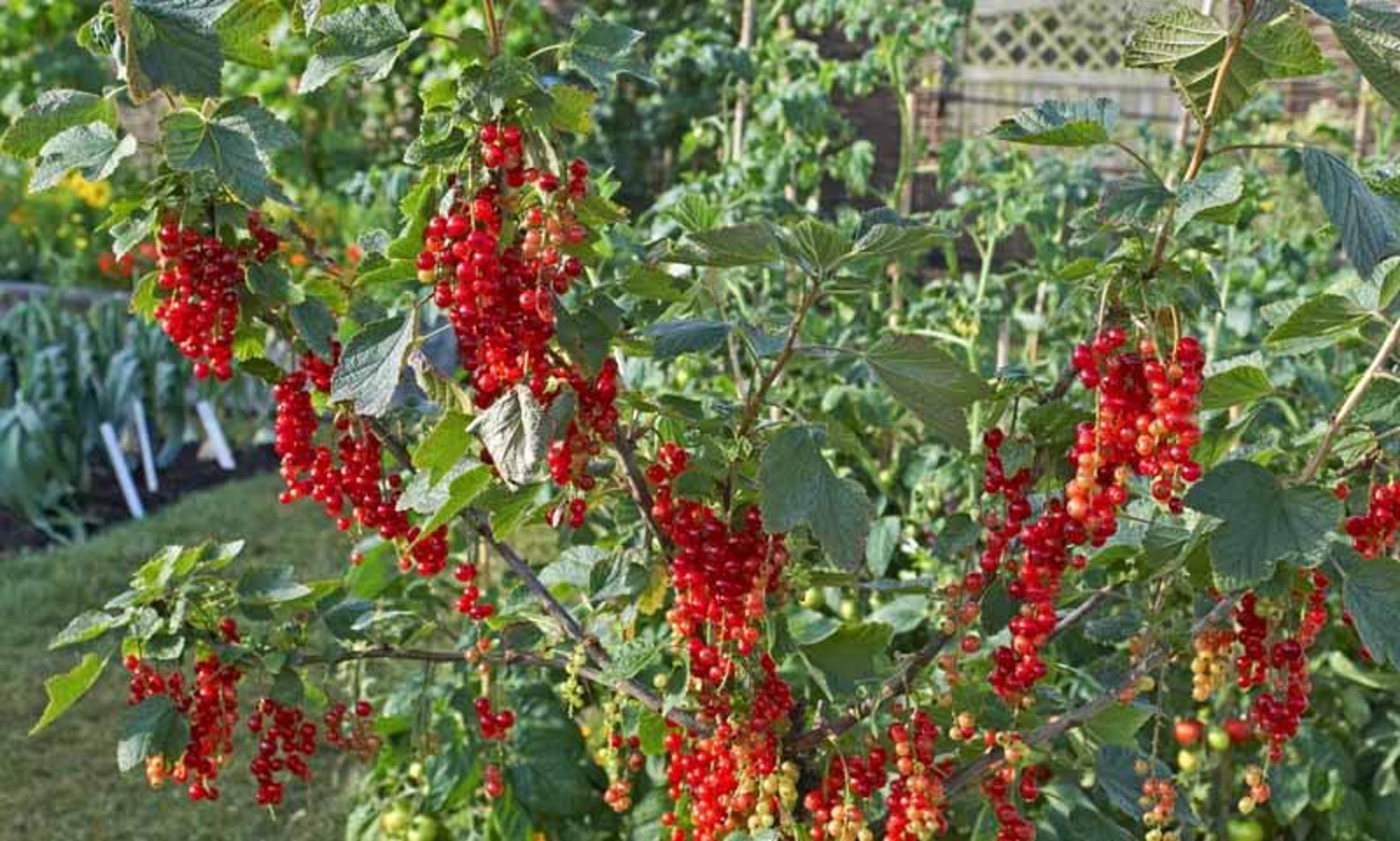 Currant Shrub Rows 1 Red Currant Shrub Starter Plant Ribes Rubrum 6-12