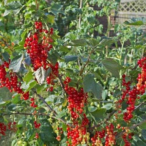 Peut inclure: Gros plan sur un buisson de groseilles rouges charg&eacute; de baies rouges m&ucirc;res et vibrantes. Les baies pendent en longues grappes parmi des feuilles vertes, avec un arri&egrave;re-plan de jardin flou.