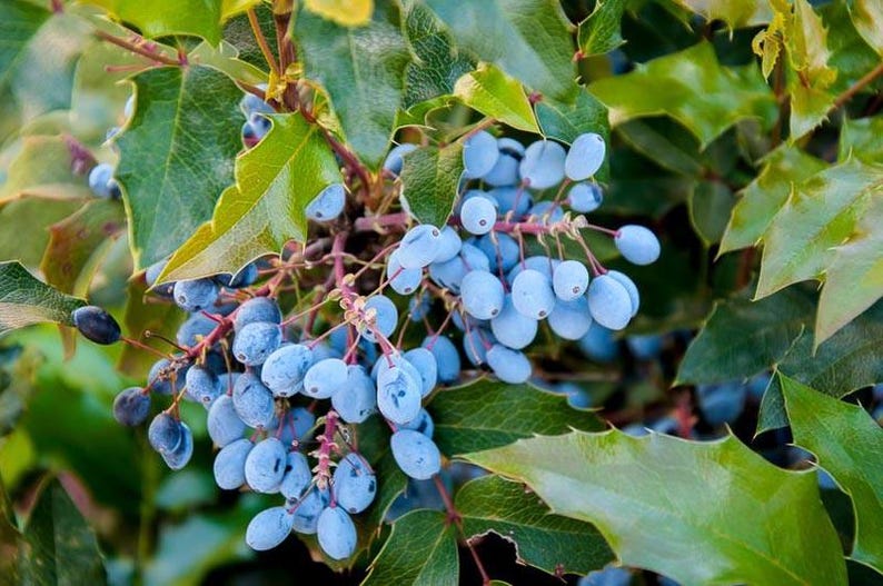 CaneCreekMeadows Oregon Grape Mahonia aquifolium Shrub