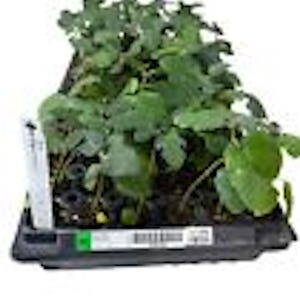 May include: A black plastic tray filled with green leafy plants. The tray has a white label with black text.
