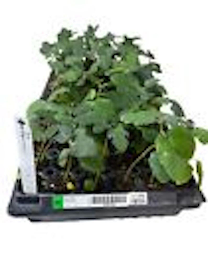 May include: A black plastic tray filled with green leafy plants. The tray has a white label with black text.