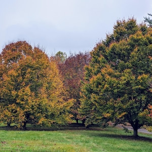 May include: A scenic autumn landscape featuring several large trees with vibrant foliage. The leaves display a mix of yellow, orange, and green hues, suggesting the transition of seasons. The trees are set against a cloudy sky and a grassy field.