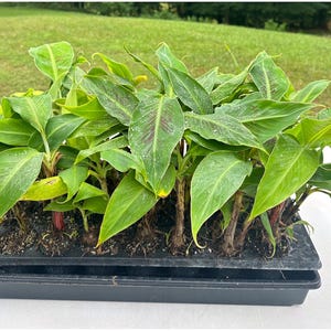 May include: A close-up of a tray of banana plant seedlings. The seedlings are in a black plastic tray with individual cells. The leaves are green and have a slight reddish hue. The roots are visible at the bottom of the tray.