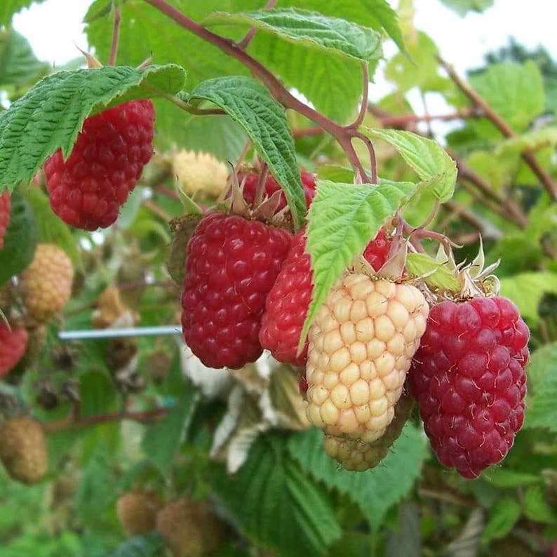 Red Andyellow Raspberry 1 Cascade Delight Red Raspberry Starter Plug - Rubus Idaeus - Etsy