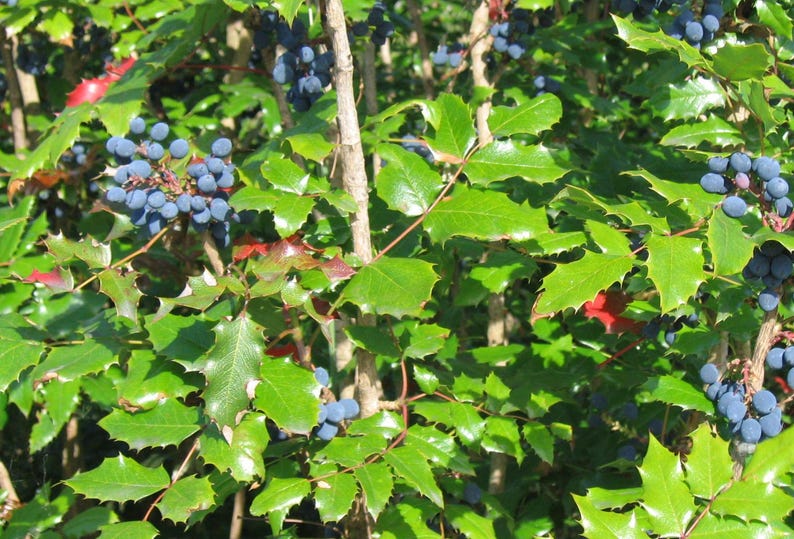 CaneCreekMeadows Oregon Grape Mahonia aquifolium Shrub - Thumbnail 4