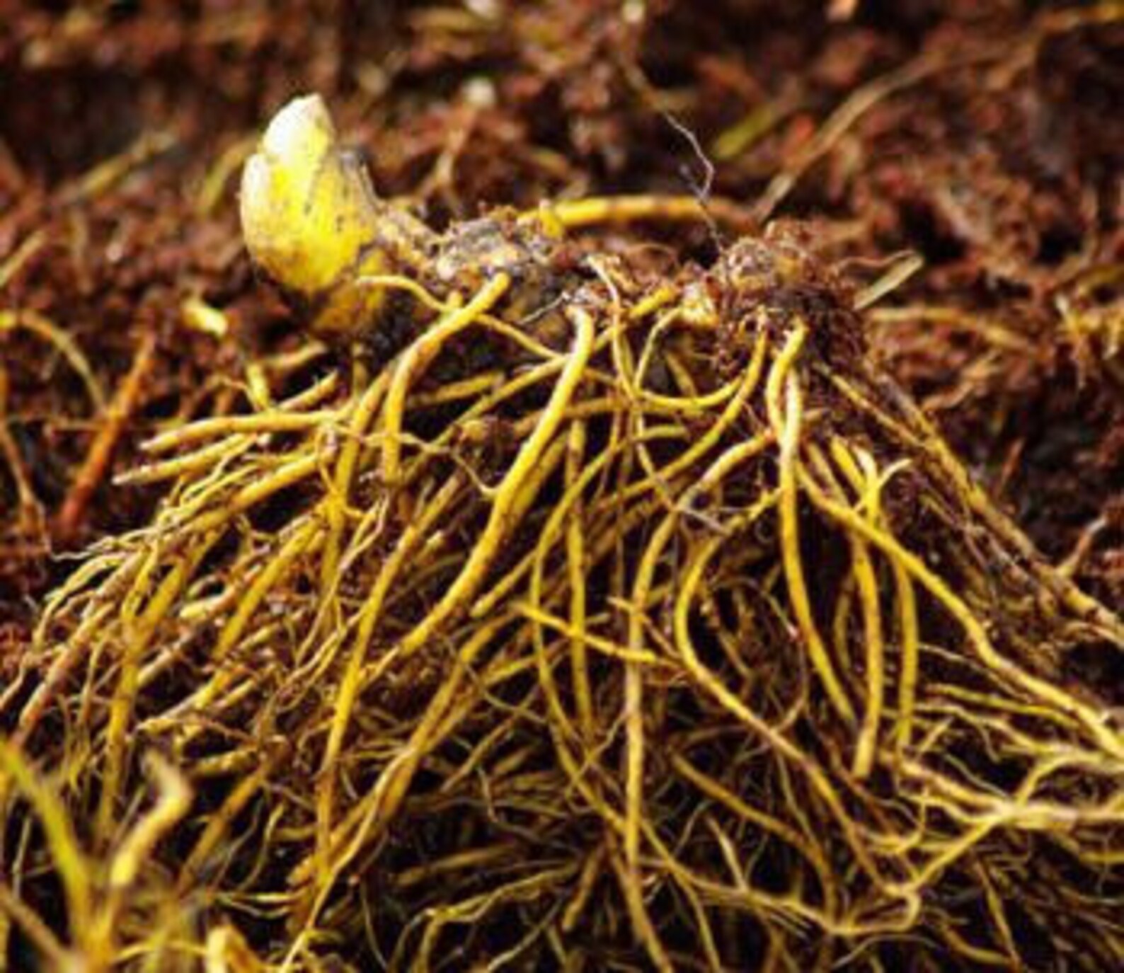 1lb Goldenseal Root Cut And Sifted Hydrastis Canadensis Etsy