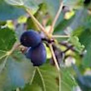 10 Fig Tree Black Mission Ficus Carica Starter Plant Fig Fruit Tree Perennial