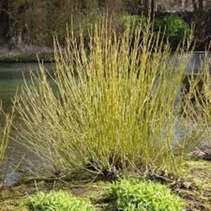 1 Yellow Twig Dogwood 12-24in Tall Cornus sericea &#39;Flaviramea&#39; Live Starter Shrub