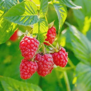 Puede incluir: Primer plano de frambuesas rojas maduras en una rama verde. Las frambuesas, agrupadas, revelan su superficie texturizada y su color vibrante. La imagen resalta la frescura de la fruta, con un ambiente natural y org&aacute;nico.