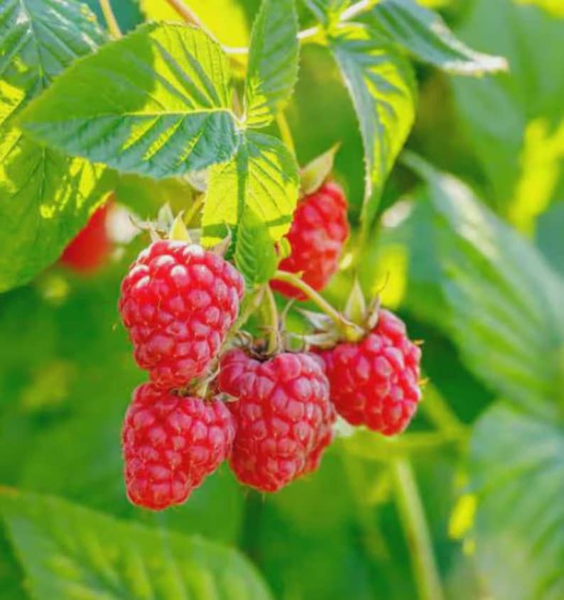 Puede incluir: Primer plano de frambuesas rojas maduras en una rama verde. Las frambuesas, agrupadas, revelan su superficie texturizada y su color vibrante. La imagen resalta la frescura de la fruta, con un ambiente natural y org&aacute;nico.