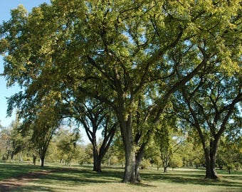 5 Siberian Elm Tree 12-24" Ulmus pumila  Bare Root Starter Plant