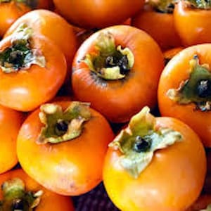5 American Persimmon Tree Seeds Diospyros Virginiana Organic Fruit Drought Tolerant  Native Fruit Tree