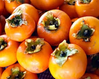 20 American Persimmon Tree Seeds, Diospyros Virginiana - Organic Heirloom Fruit